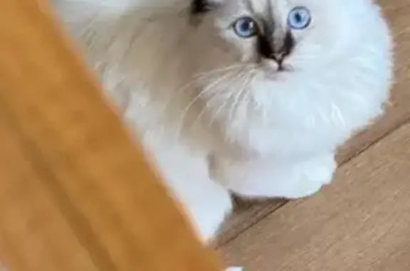 Пропала кошка, Соборная ул., 71Б, Воронеж