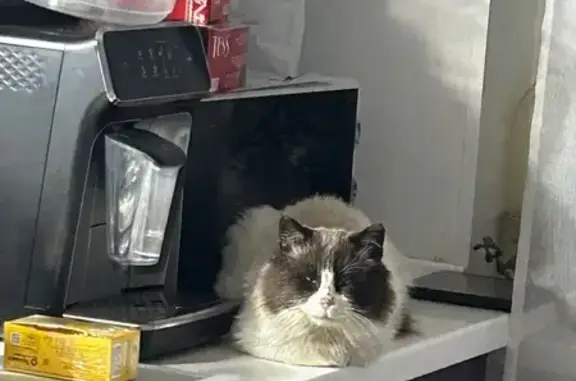 Пропала кошка на Новосмоленской наб.