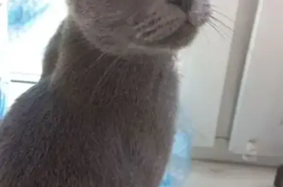 Кошки потеряшки, Видное, фото: Потеряшка кошка, Школьная ул. 63, Видное