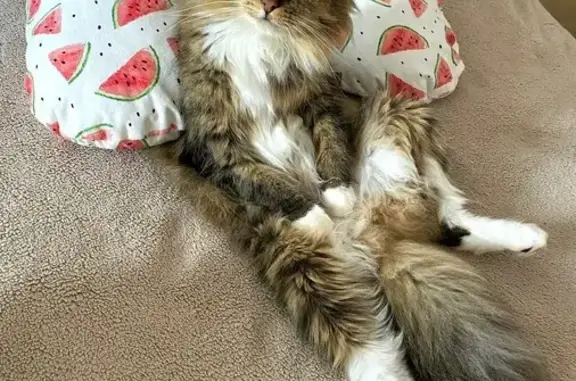 Пропала кошка, Оранжевая ул., Янино-1