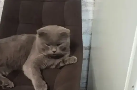 Пропал кот, Чайковского 34, Камень-на-Оби