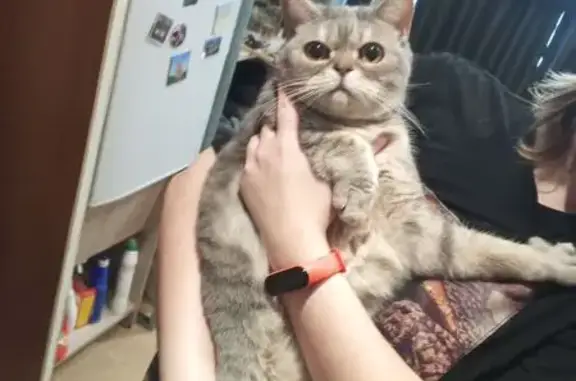 Найдена кошка, Томск, фото: Кошка найдена, Промышленный пер., 9А, Томск