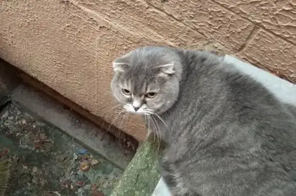 Найдена кошка, Калининград, фото: Кошка найдена, Осенняя ул, Калининград