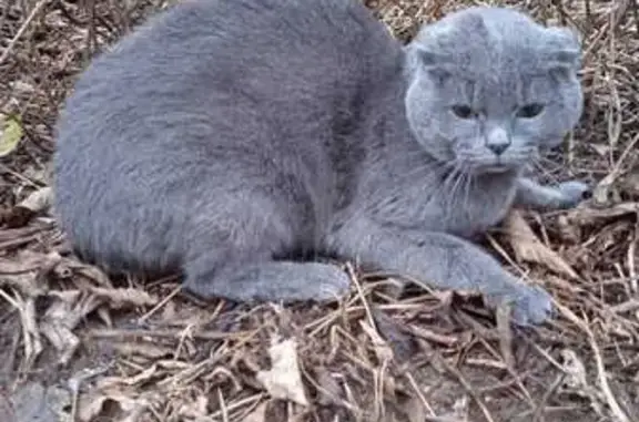 Найдена кошка, Жуковский, фото: Кошка найдена: ул. Чаплыгина, 32, Жуковский