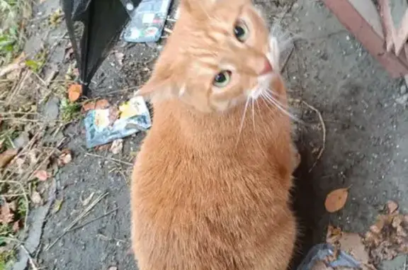 Найдена кошка, Казань, фото: Кошка найдена: ул. Короленко, 23, Казань