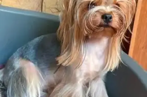 Собаки потеряшки, Краснодарский край, фото: Потеряшка собака, Золотой, Сочи, Краснодарский край