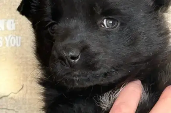 Найдена собака, Смоленщина (иркутский), фото: Щенок найден в Зелёном переулке, Смоленщина