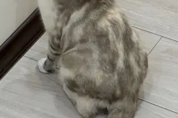 Пропала кошка, ул. Ленина 63, Изобильный