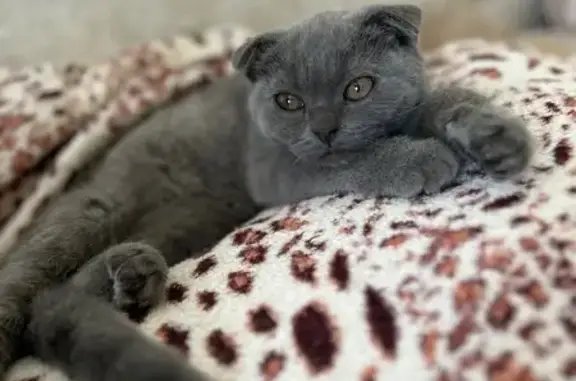 Пропала кошка, ул. Сызранова, 8 к1