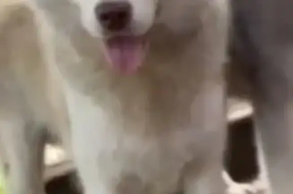 Собаки потеряшки, Самарская область, фото: Потеряшка хаски, Елховка, Самарская обл.