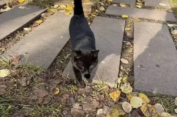 Кошка найдена: Минская ул. 10, Казань