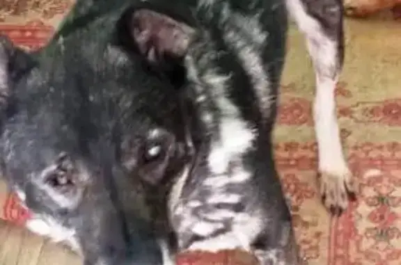 Пропала собака, Южно-Сахалинск