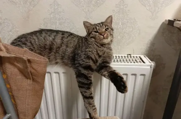 Пропала кошка, ул. Емельянова 253, Калининград