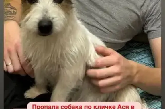 Собаки потеряшки, , фото: Потеряшка собака, Производственная 7А