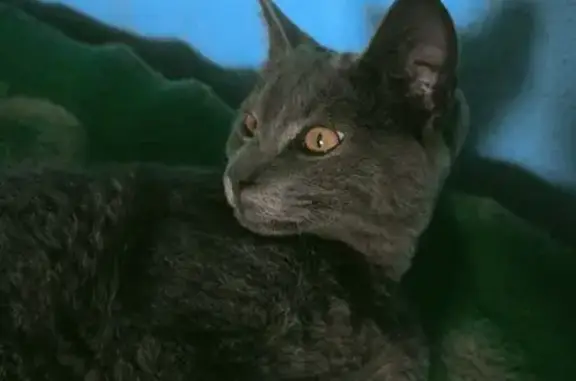 Пропала кошка, Бродокалмакский тракт