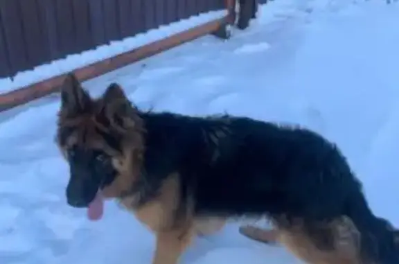 Найдена собака, Иркутск, фото: Найдена собака, Иркутск, СНТ Озерное