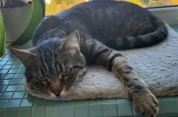 Найдена кошка, Ростов-на-Дону, фото: Кошка найдена, ул. Кулагина 2, Ростов-на-Дону