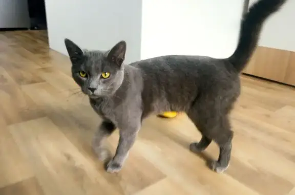 Найдена кошка, Иркутск, фото: Найдена кошка, ул. Бородина 56, Иркутск