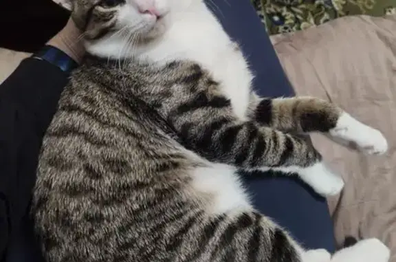 Пропала кошка, ул. Григорьева 46, Ялта