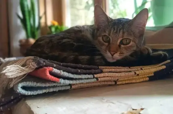 Найденные животные Ставрополь, фото: Кошка найдена: ул. Ленина, 108, Ставрополь