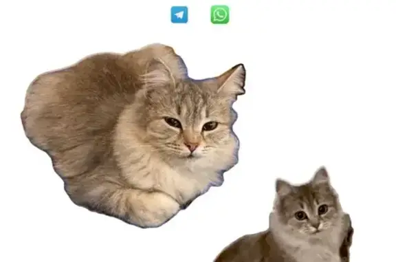 Найдена кошка, Краснодар, фото: Кошка найдена: ул. Чапаева 82/1, Краснодар