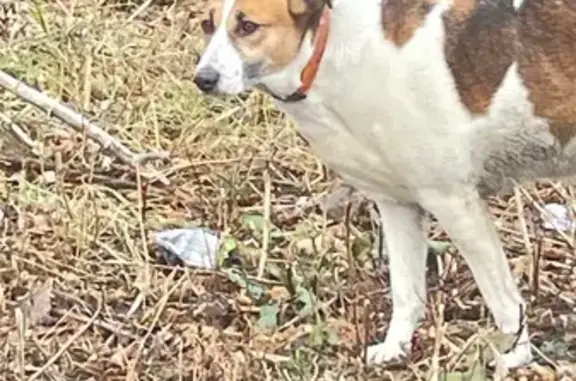 Найдена собака, Челябинск, фото: Собака найдена: ул. Марченко, 3, Челябинск