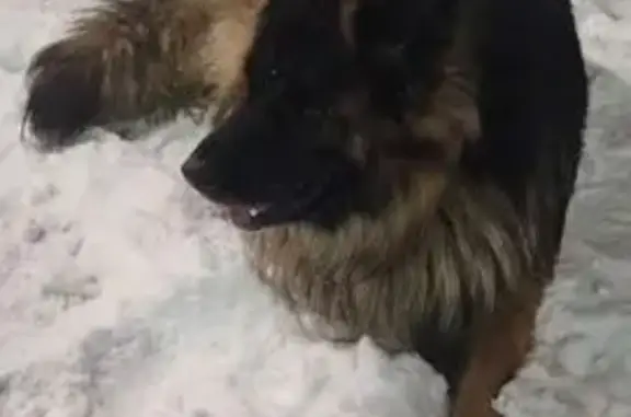 Найдена собака, , фото: Собака найдена, Парковая ул. 7-14, Новолисиха