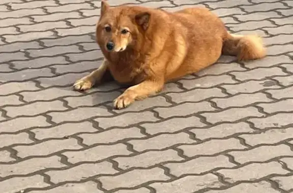 Найдена собака, , фото: Найдена собака, Восточное шоссе, Кривцово