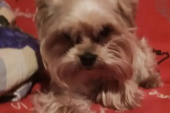 Пропала собака, 53 Бестужевское