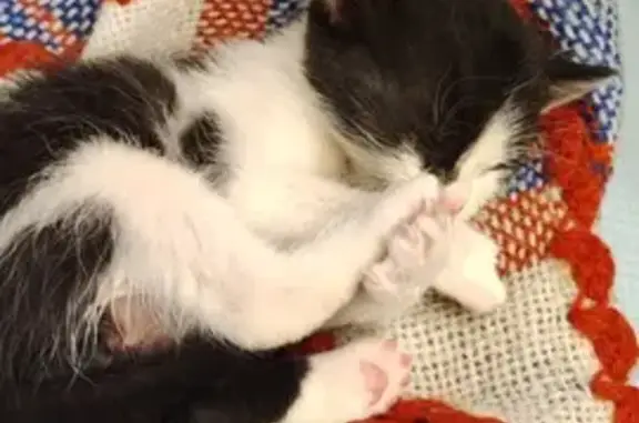 Пропала кошка, Чкалова 20, Рязань