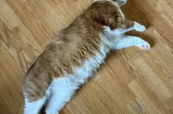 Пропала кошка, Выборгское ш. 31, СПб