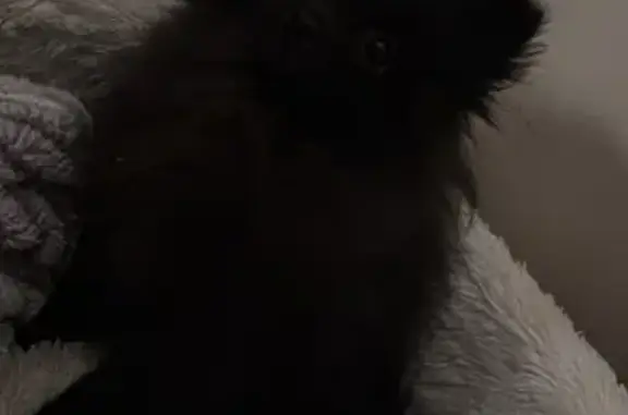 Собаки потеряшки, Московская область, фото: Потеряшка собака в Химках, МО