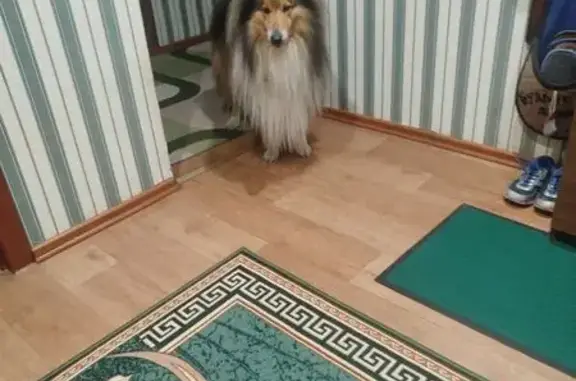 Пропал колли Викинг, Коммунальная, Борисовичи