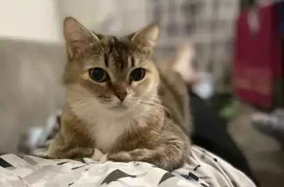 Кошки потеряшки, , фото: Потеряшка кошка на Ленинградской, 71, Лениногорск