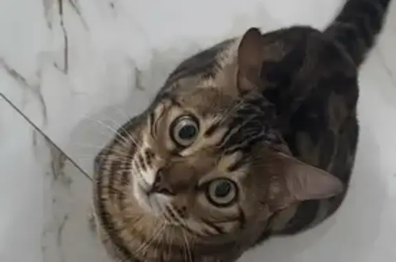 Пропала кошка, Тюмень, Тюменская обл.