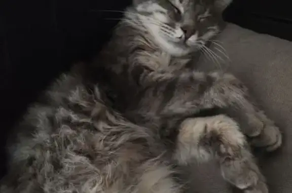 Пропала кошка, ул. Энгельса, 17, Таганрог