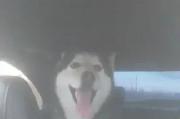 Пропала собака, ул. Павлуцкого 34-1