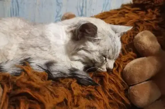 Объявления о пропавших и найденных животных, Асбест, фото: Кошка найдена: Пархоменко, 15, Асбест