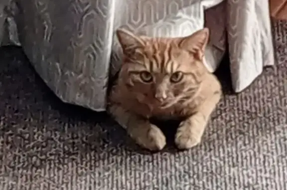 Пропала кошка, ул. Горького 36, Алатырь