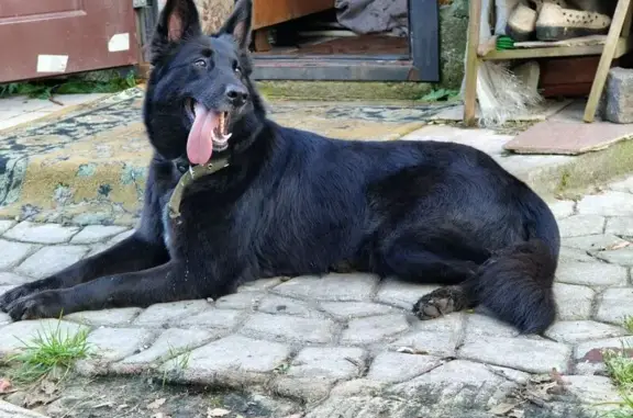 Пропала собака, ул. Керченская, Калининград