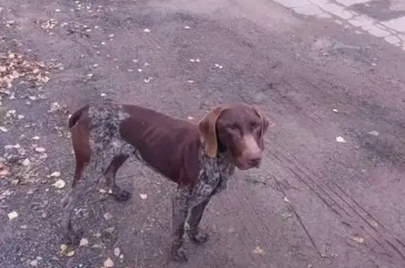 Найдена собака, Калужская область, фото: Найдена собака, Юхнов, Калужская обл.