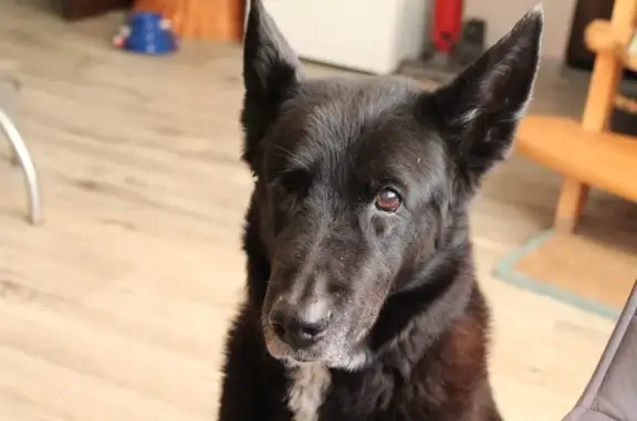 Пропала собака, Самара, Самарская обл.