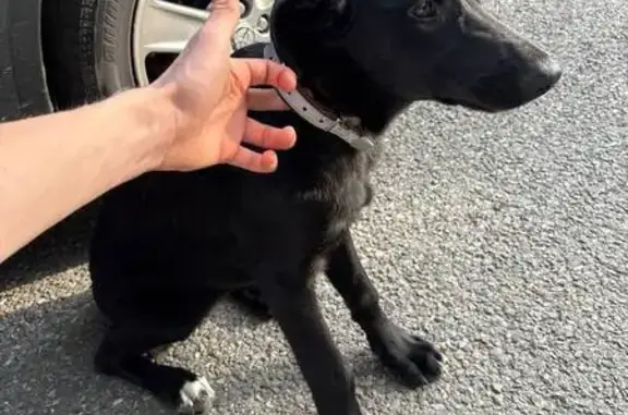 Найдена собака, Сочи, фото: Щенок найден: Пластунская ул., 123А к1, Сочи