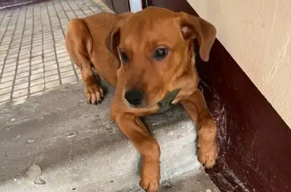 Найдена собака, Балашиха, Заречная 18