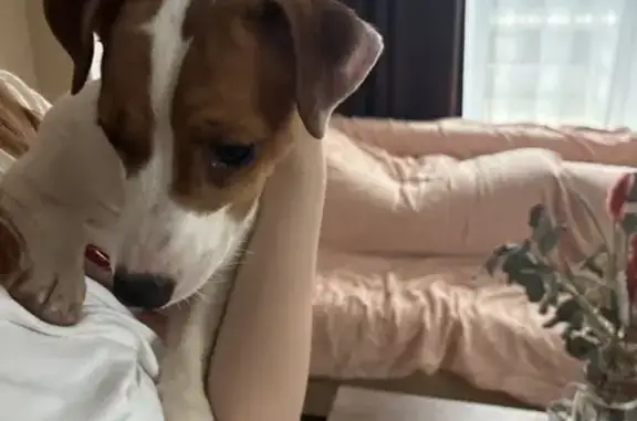 Найдена собака, Всеволожск, фото: Найдена собака на Колтушском шоссе, 44к1