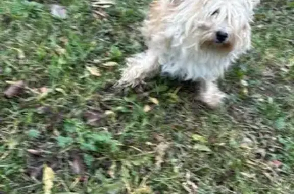 Найдена собака, Москва, фото: Собака найдена: Малая Тульская, Москва