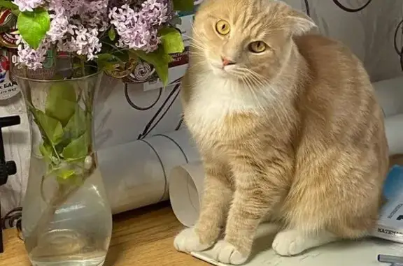 Кошки потеряшки, Бийск, фото: Потеряшка кошка, Бийск, Почтовый пер. 20/1