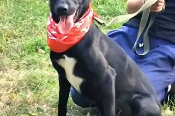 Пропала собака, ул. Ленина 14А, Фатеж