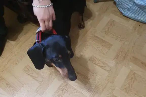 Найдена собака, Москва, фото: Такса найдена, Строгинский б-р, Москва