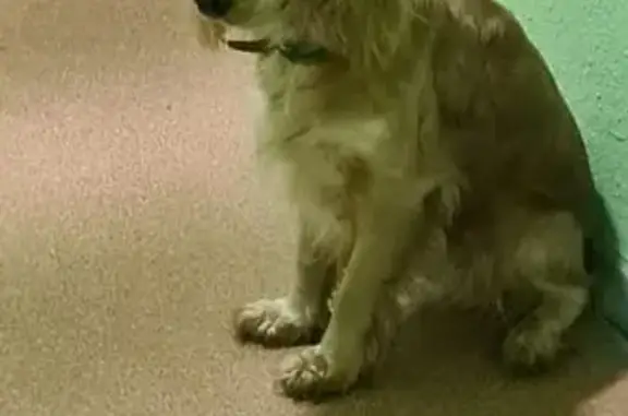 Найдена собака, Москва, фото: Светлая собака найдена: Тихомирова 17к1